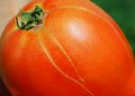 Zippering on tomato
