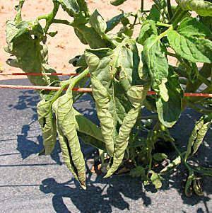Tomato with physiological leaf roll. Photo by Joey Williamson, HGIC Clemson University