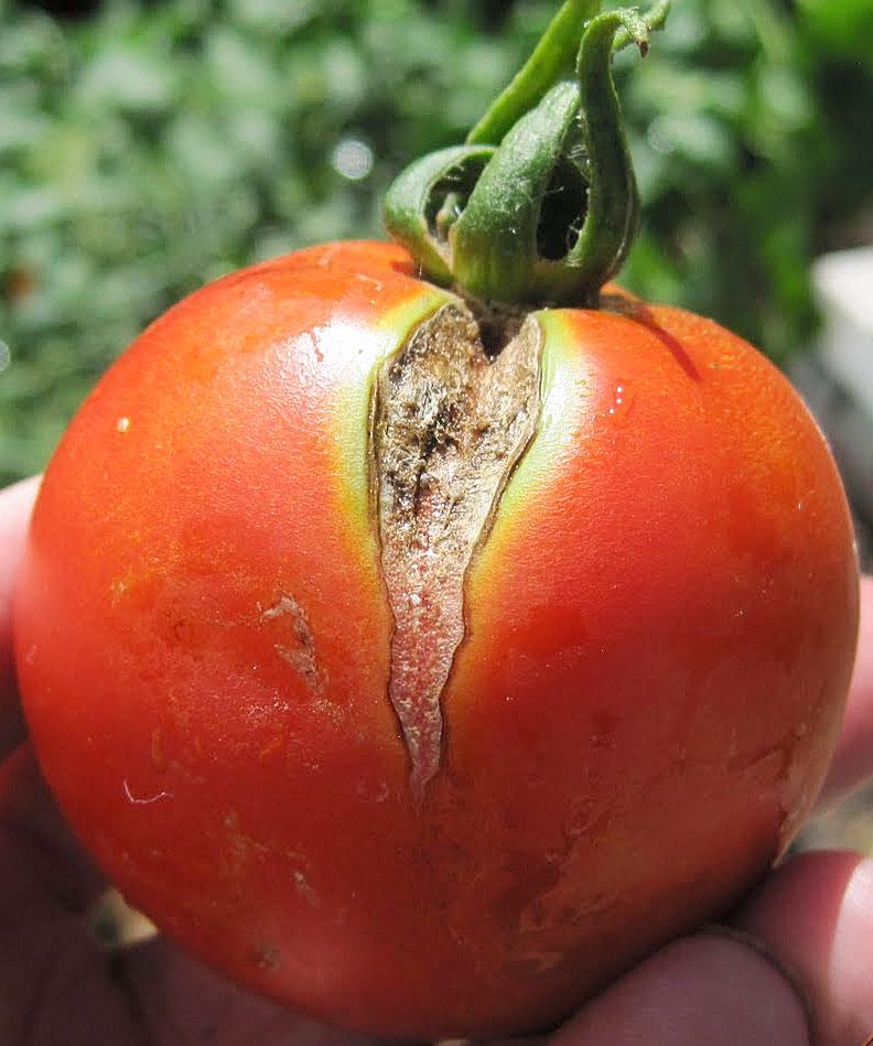 Radial cracking on tomato