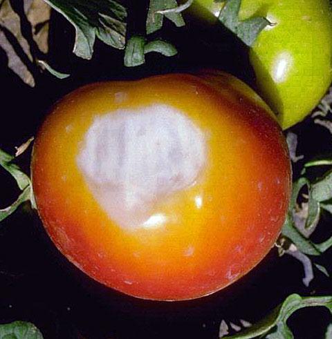 Sunscald on Tomato