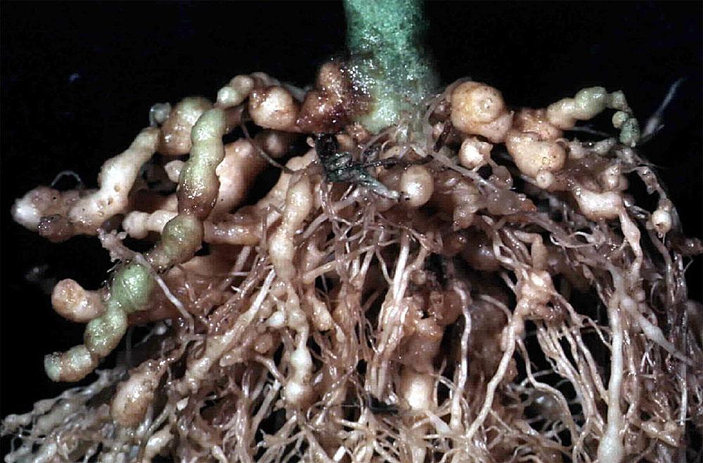 Severe galling from Root Knot Nematodes on Tomato.
