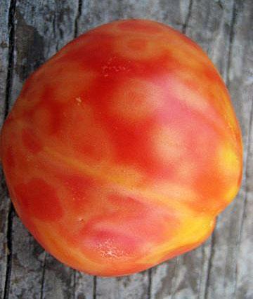 Spotted wilt virus on tomato.