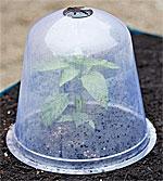 Cloche to protect tender plants from cool temps
