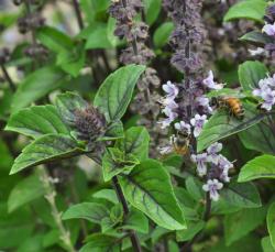 African Blue Basil. Click to enlarge.