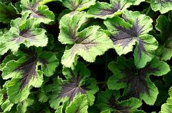 Scented geranium 'Chocolate Mint.' Click to enlarge.