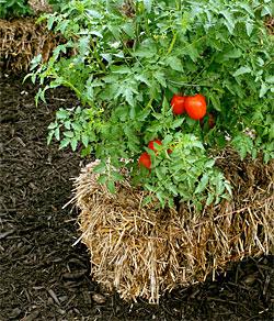 Straw Bale Vegetable Gardening