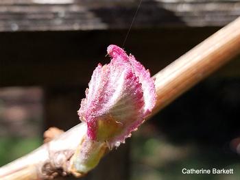 Concord grape bud (click to enlarge)