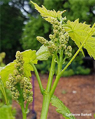 Inflorescences on a Concord grape in April (click to enlarge)