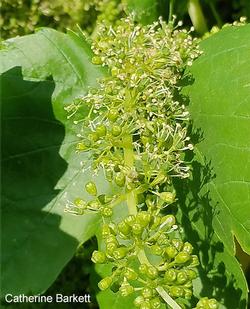 Grape bloom (click to enlarge)