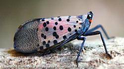 Spotted lanternfly (click to enlarge)