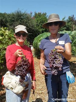 Carole and Janice with ripe grapes (click to enlarge)