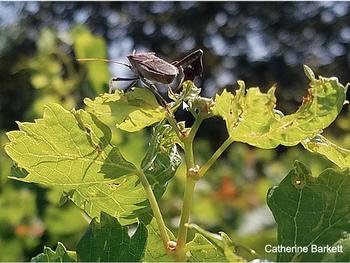 Leaffooted bug (click to enlarge)