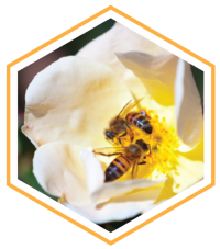 Bee Biology Hex-02-01