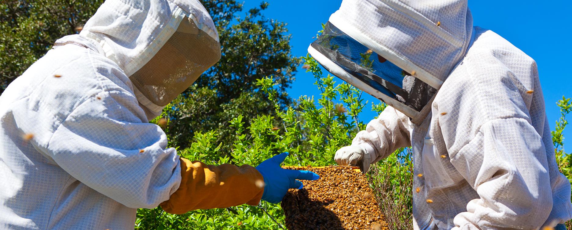 Beekeeping Training image