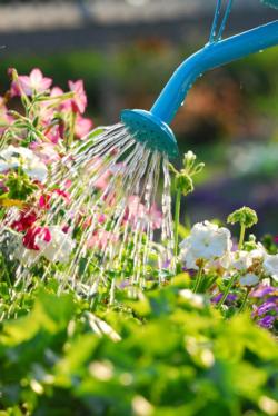 watering-can-watering-flowers