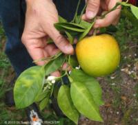 Asymmetrical yellow mottling of leaves and odd shape and greening of fruit, symptoms of Huanglongbing (citrus greening)