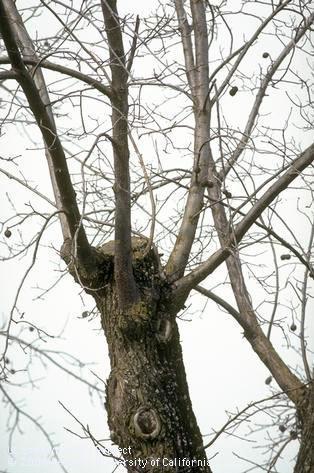 tree topping makes for weak branches, vulnerability to pests and sunburn