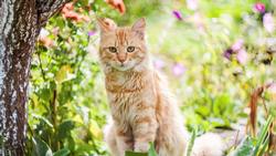 Cat sitting in garden