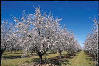 Almond orchard in full bloom