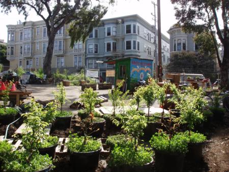 Trees are pruned for backyard orchards at Hayes Valley Farm, San Francisco