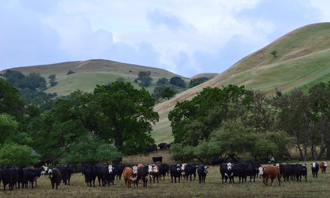 Rangelands and Cattle