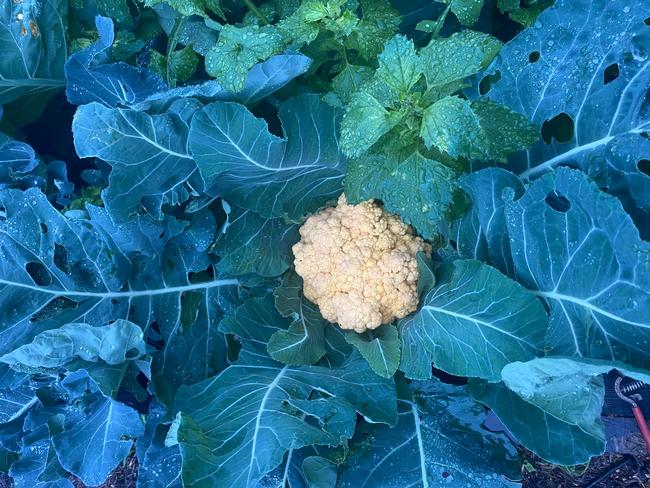 Cauliflower growing in school garden