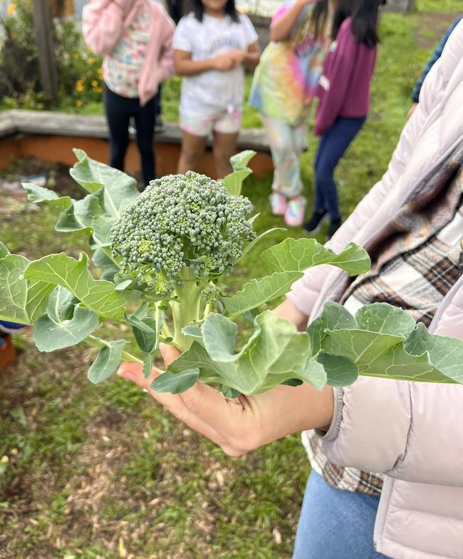 Student holding broccoli grown in school garden