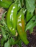 'Anaheim' peppers by Stephanie Wrightson