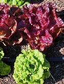 Lettuce at H4H garden by Stephanie Wrightson