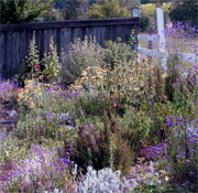 English Cottage Gardens Uc Master Gardener Program Of Sonoma County