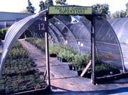 ji greenhouse 2