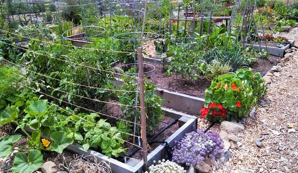 Drip system in Stephanie's vegetable garden. Photo by Stephanie Wrightson