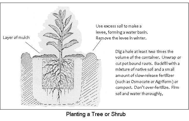 Planting a Tree or Shrub