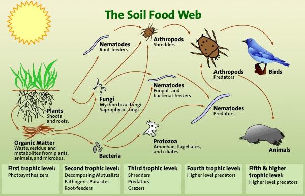 The Food Soil Web. Image courtesy of USDA Natural Resources Conservation Service