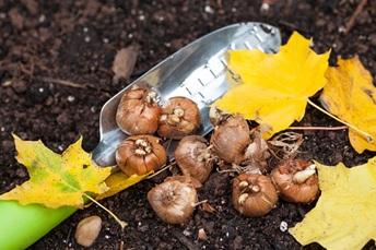 Ready to plant bulbs. Photo from pixabay.com