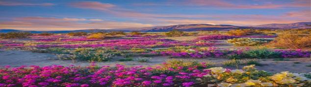 Anza Borrego Desert State Park, photo from iStock
