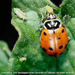 Convergent Lady Beetle Eating Aphids, copyright 2006 The Regents of the University of California