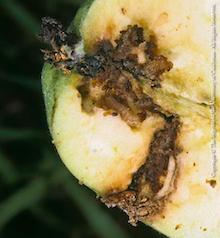 Coddling moth larvae, copyright Regents of the University of California