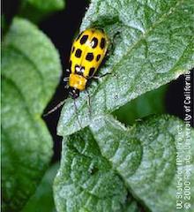 Western Spotted Cucumber Beetle, copyright Regents of the Universiy of California, 2000