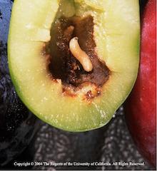 Olive Fruit Fly larva, copyright Regents of the University of California, 2004