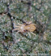 Twospotted spider mite female, copyright Regents of the University of California, 2001