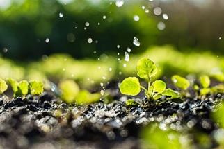 Plants need water to grow. Free photo from Pixabay.com