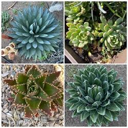 Example of different succulents. By Clio Tarazi.