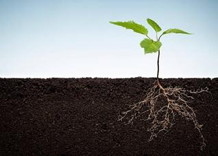 Plants absorb soil moisture and essential elements through their roots. Free image from Pixabay.com.