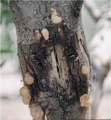 Ceratocystis Canker on Almond. Copyright Regents of the University of California 2007