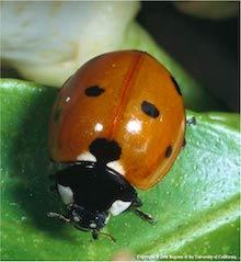 Seven spotted lady beetle. Copyright Regents of the University of California 2007.