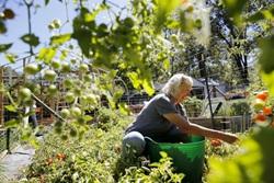 Pat Sobrero picks tomatoes in her backyard garden in Covelo.
Photo: Beth Schlanker/Press Democrat 2013