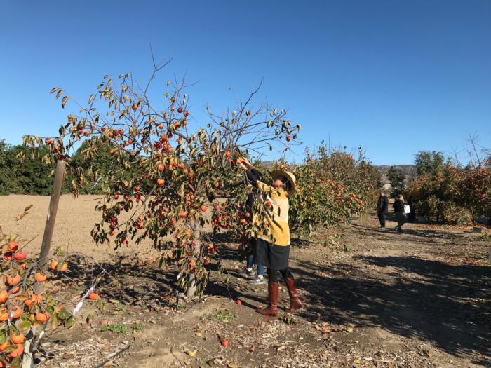 Persimmon Field Day and UPick