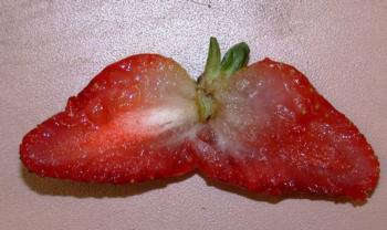 Tissue of mature strawberry damaged by frost/Tejido de una fresa madura dañado por la helada