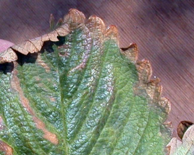 Marginal leaf necrosis_burn